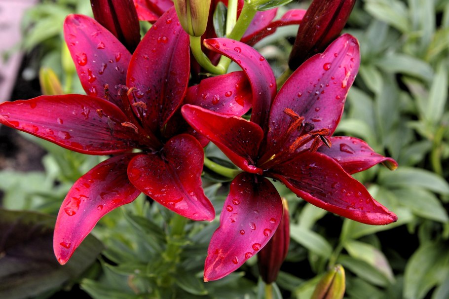 Лилия азиатская Блэк аут