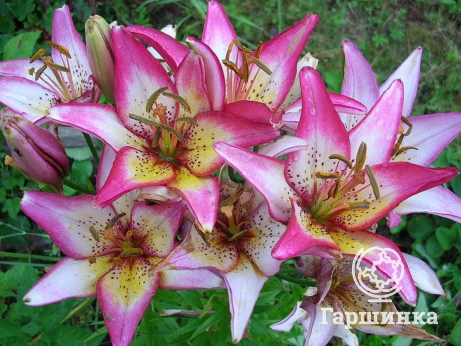 Лилия тайни рокет