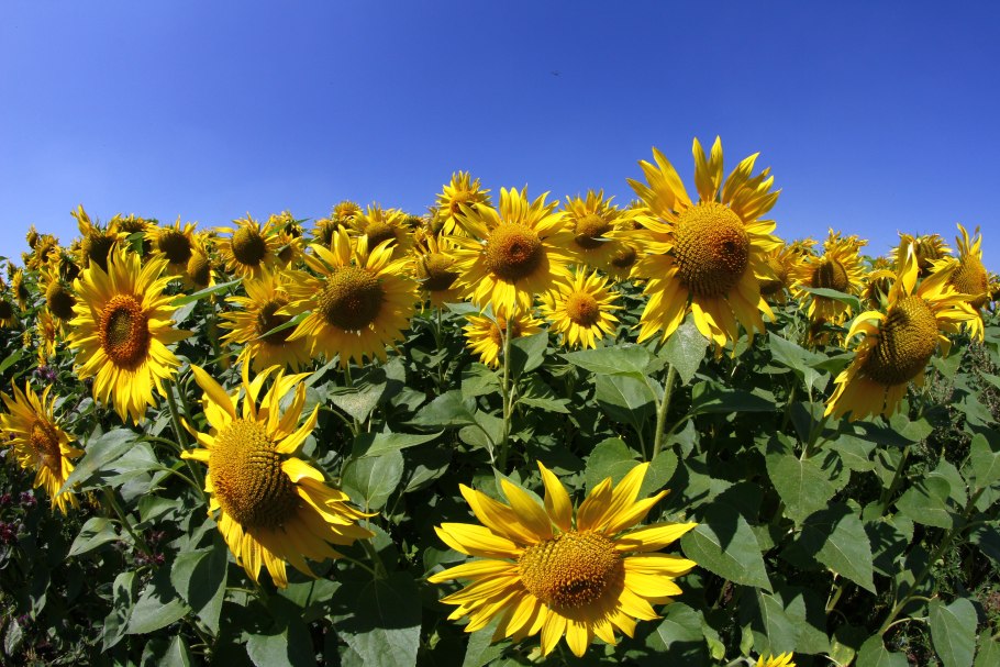 Подсолнечник семейство