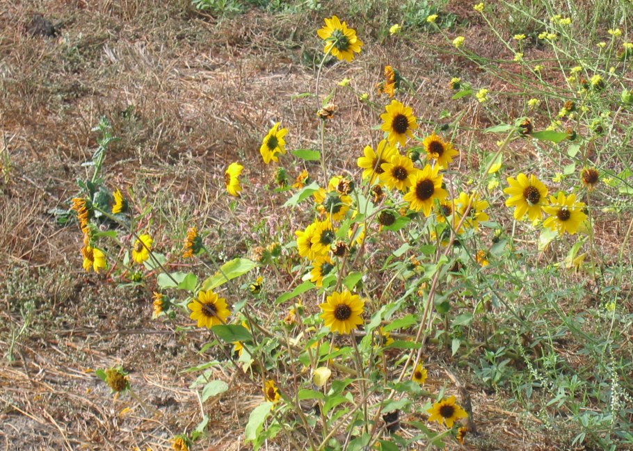 Цветок Титония разнолистная