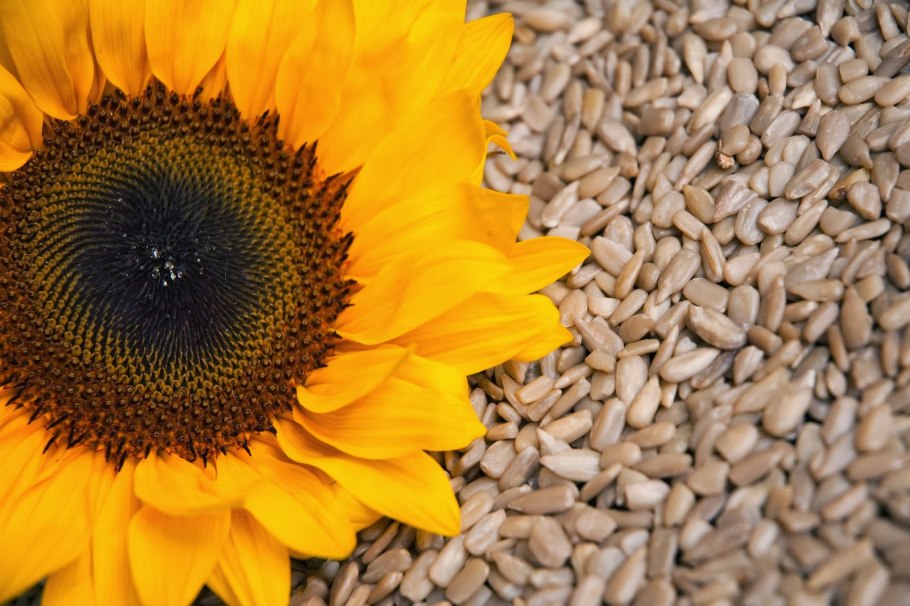 Helianthus californicus