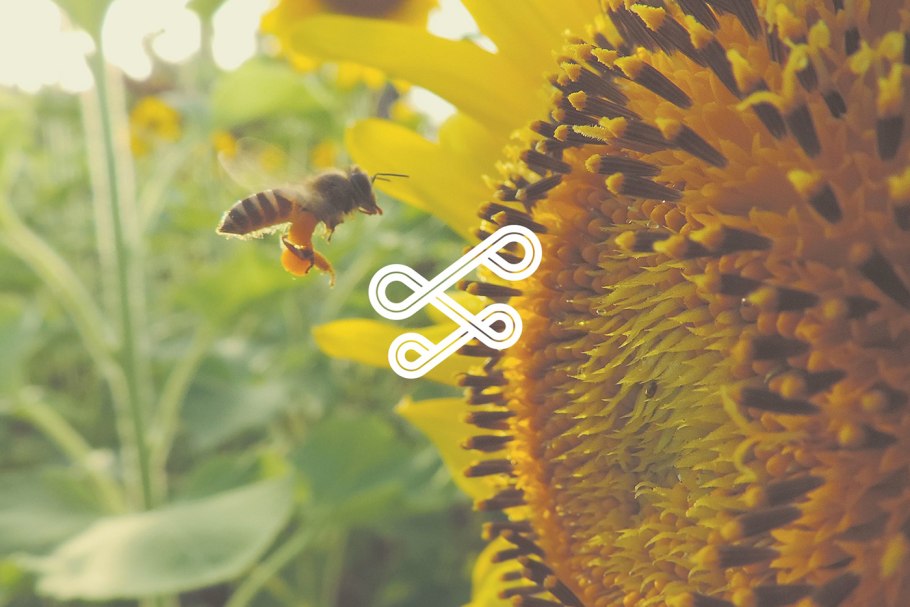 Пчела на подсолнухе