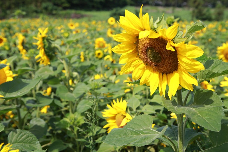 Цветение подсолнечника