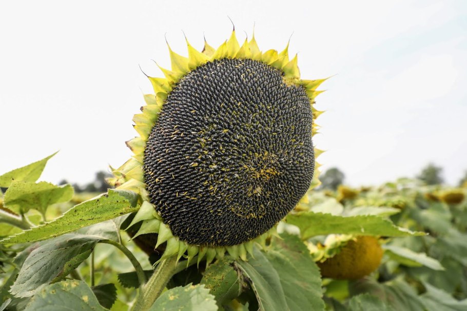 Подсолнечник битюг