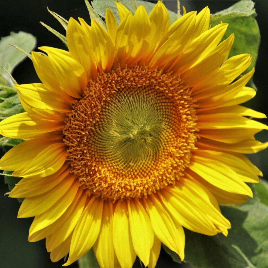 Подсолнечник Соня