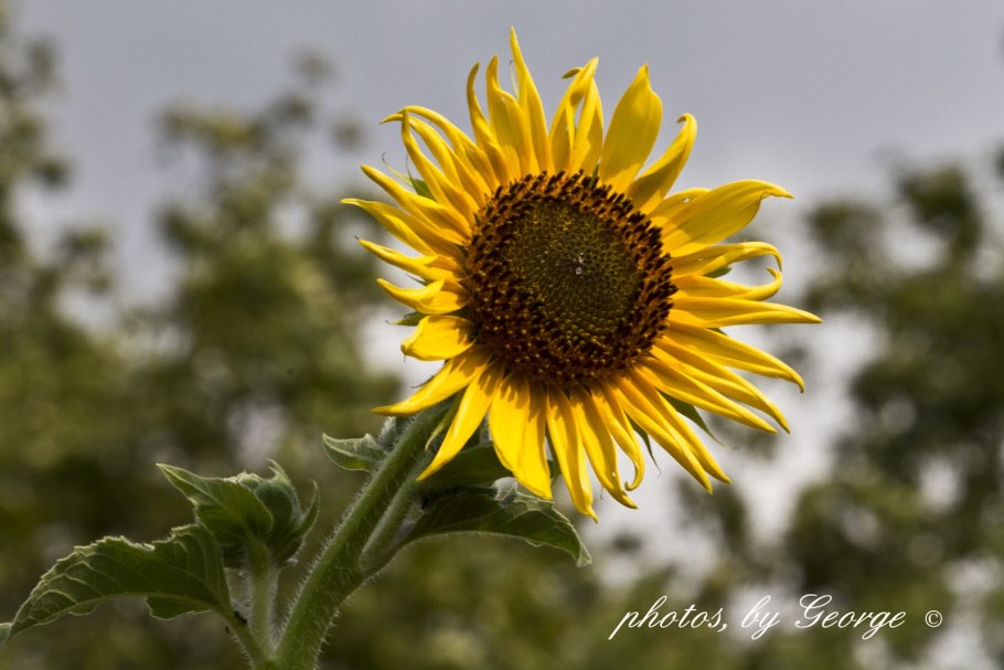 Helianthus ciliaris