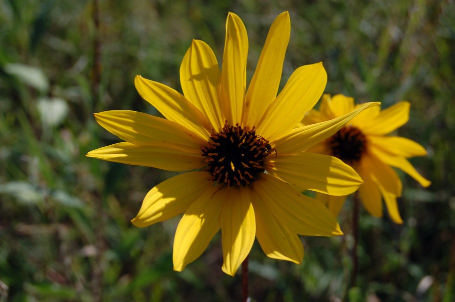 Helianthus ciliaris