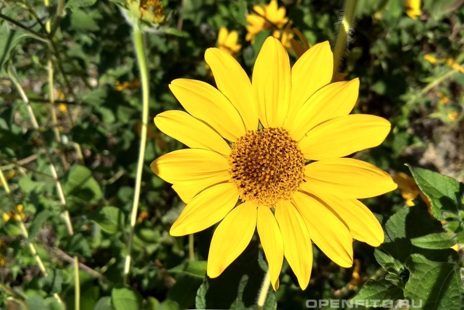 Семена подсолнечника ботаника