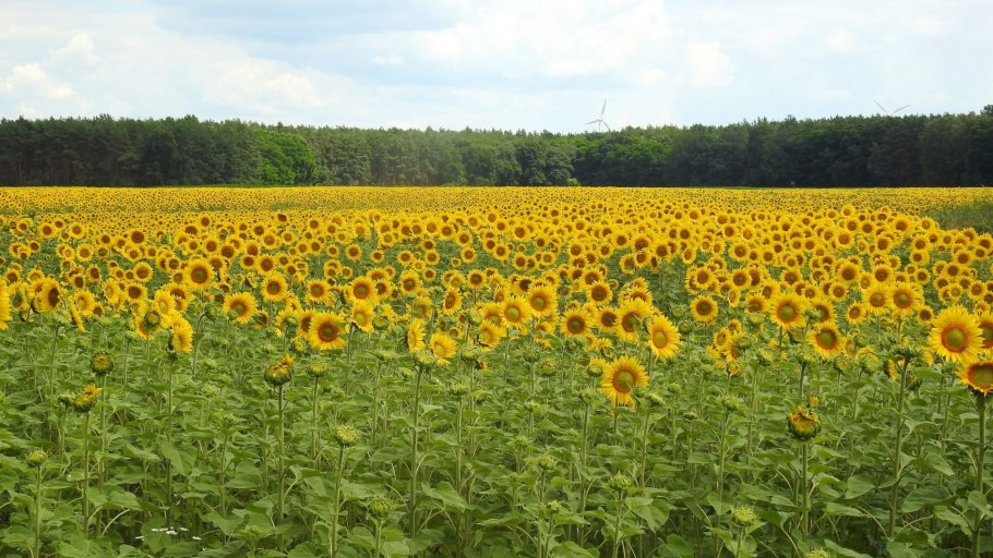 БАСФ подсолнечник 2021