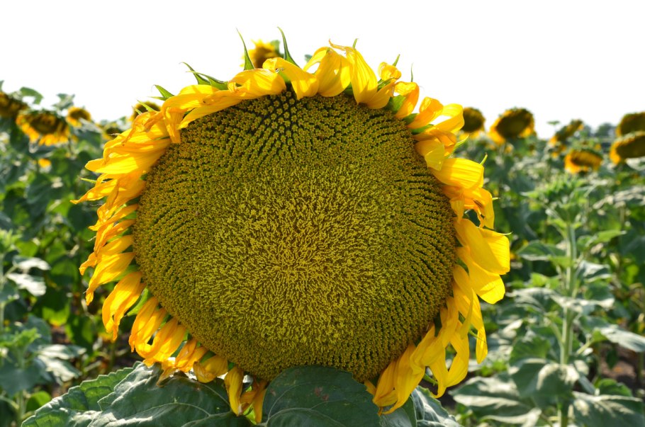 Подсолнечник реснитчатый семена