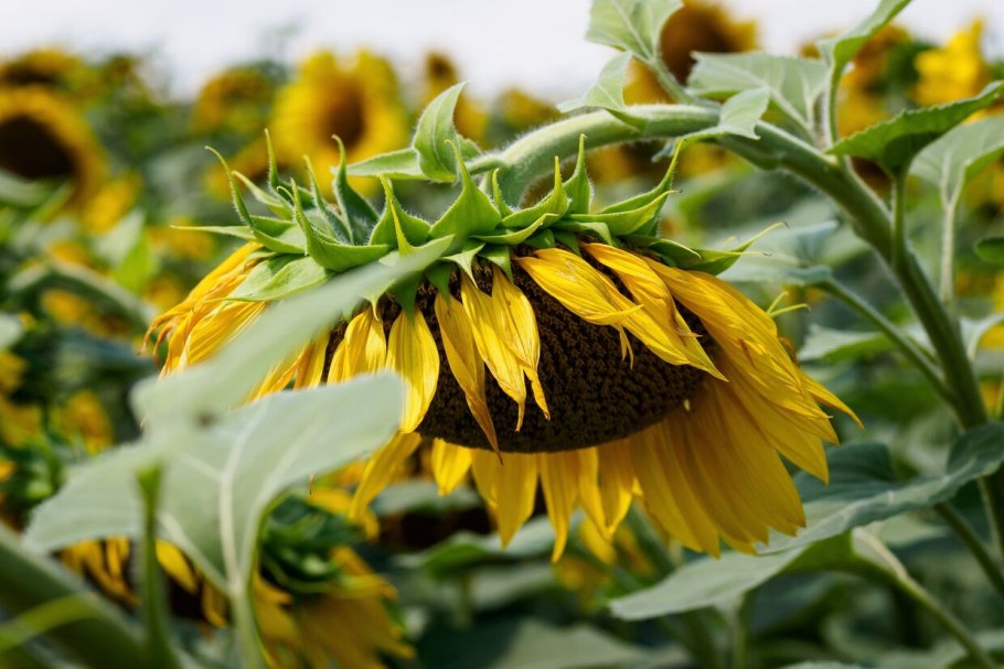 Медопродуктивность подсолнуха