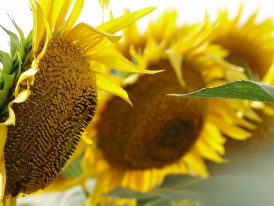 Агроплазма семена подсолнечника