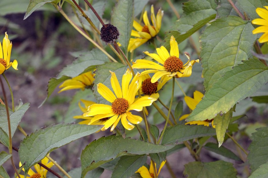 Кукуруза и подсолнечник
