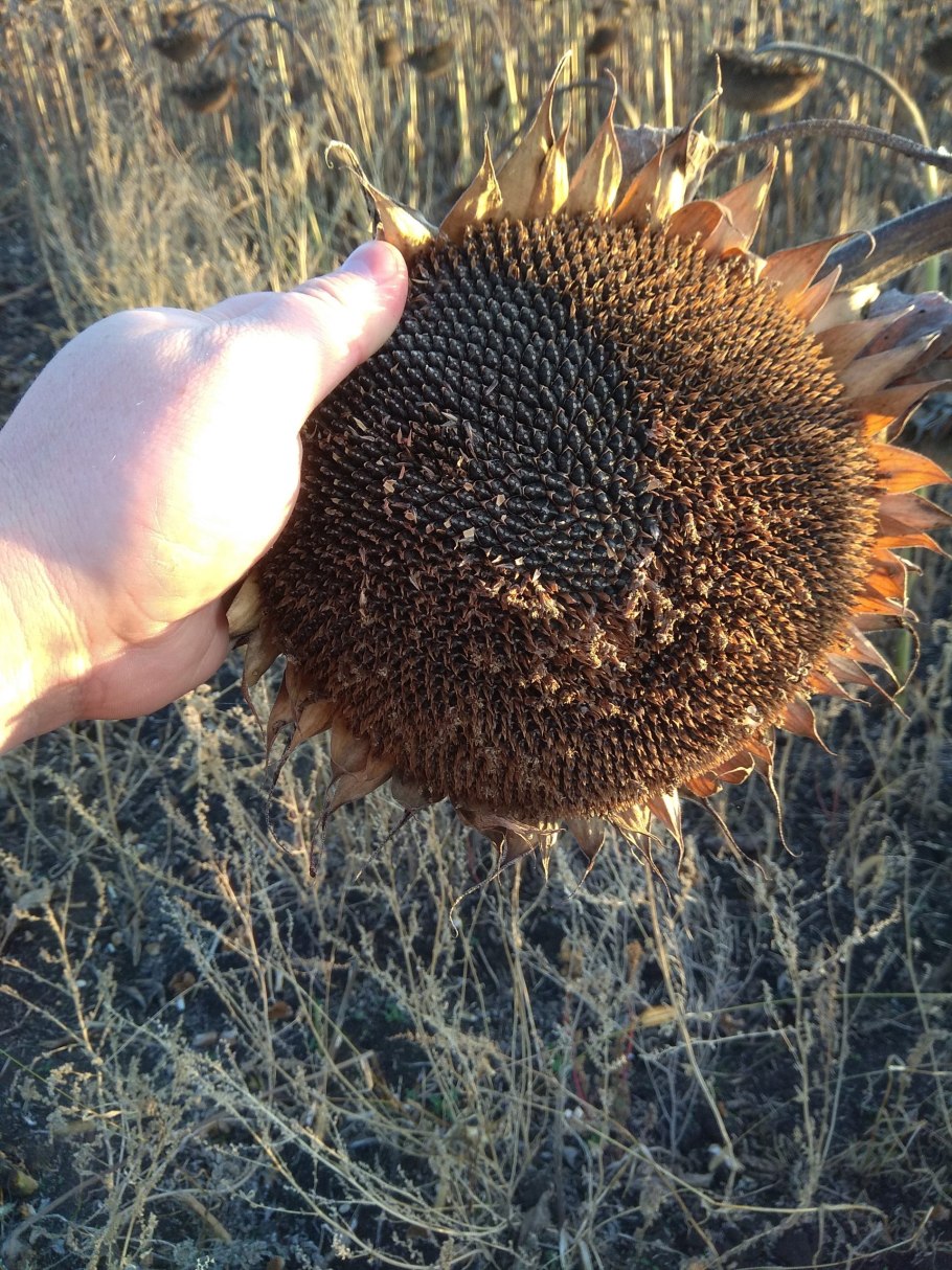 Подсолнух сорта «Cappucino»
