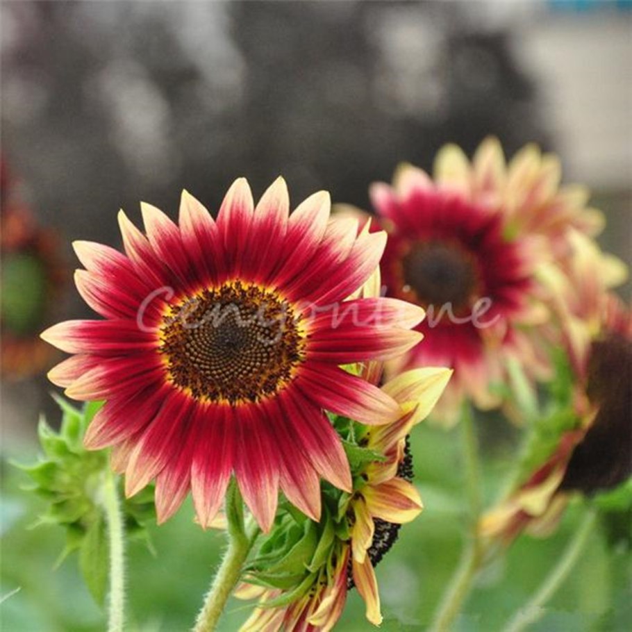 Природа семечки