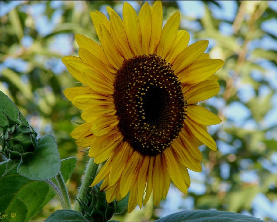 Алан гибрид подсолнечника