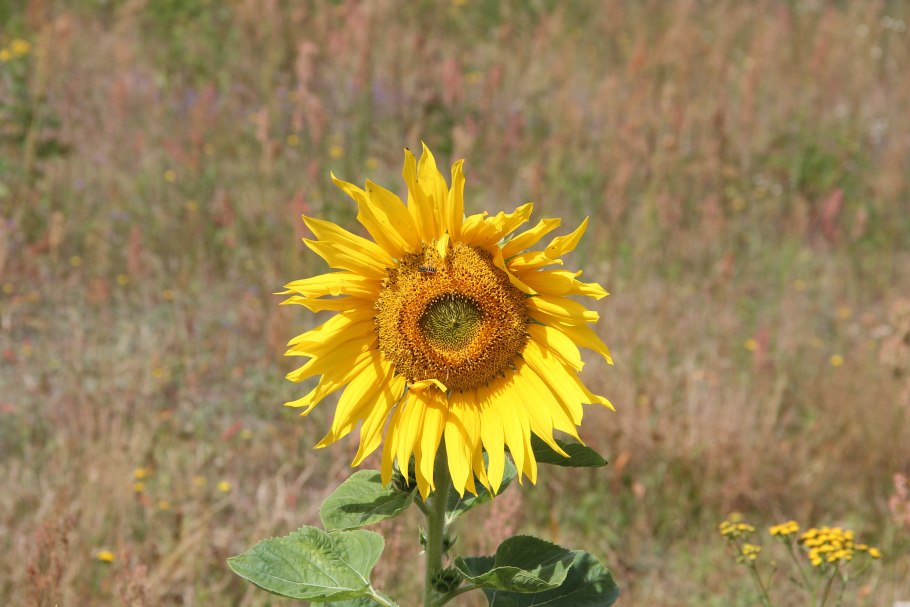 Helianthus annuus l.
