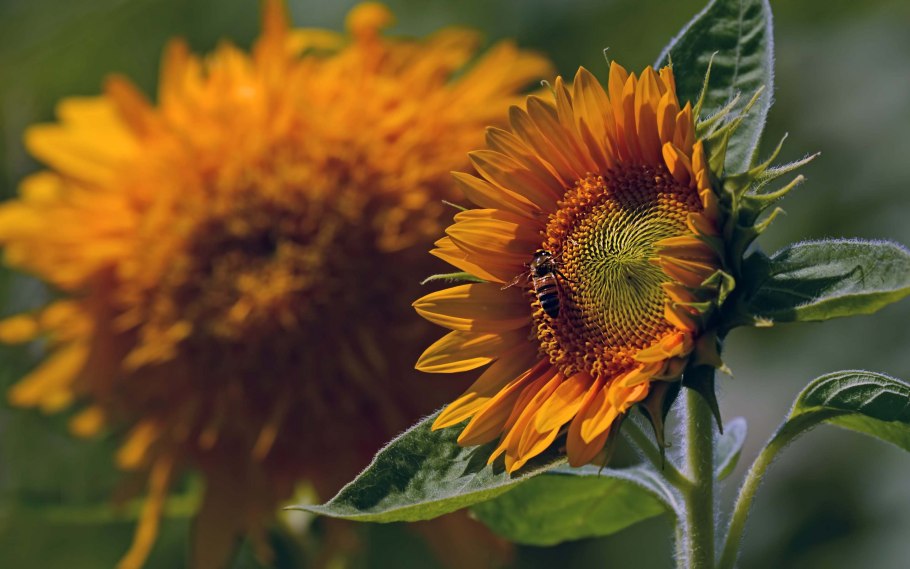 Подсолнух ван гог
