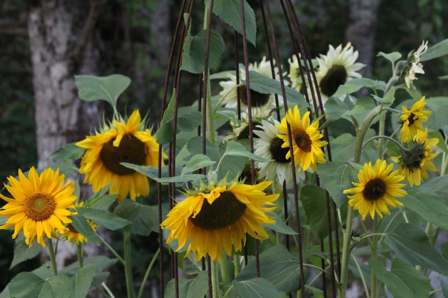 Helianthus annuus
