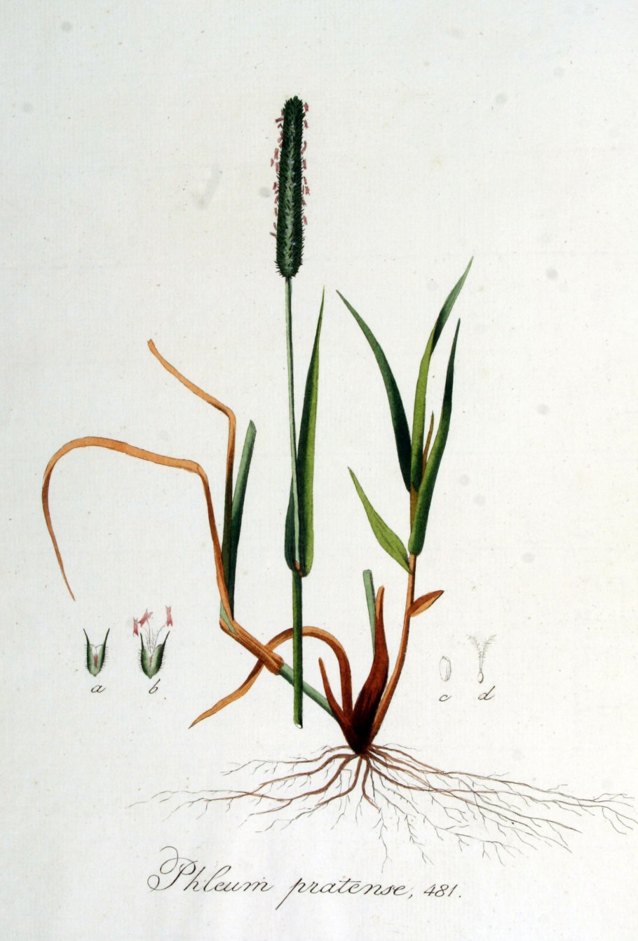 Тимофеевка узловатая