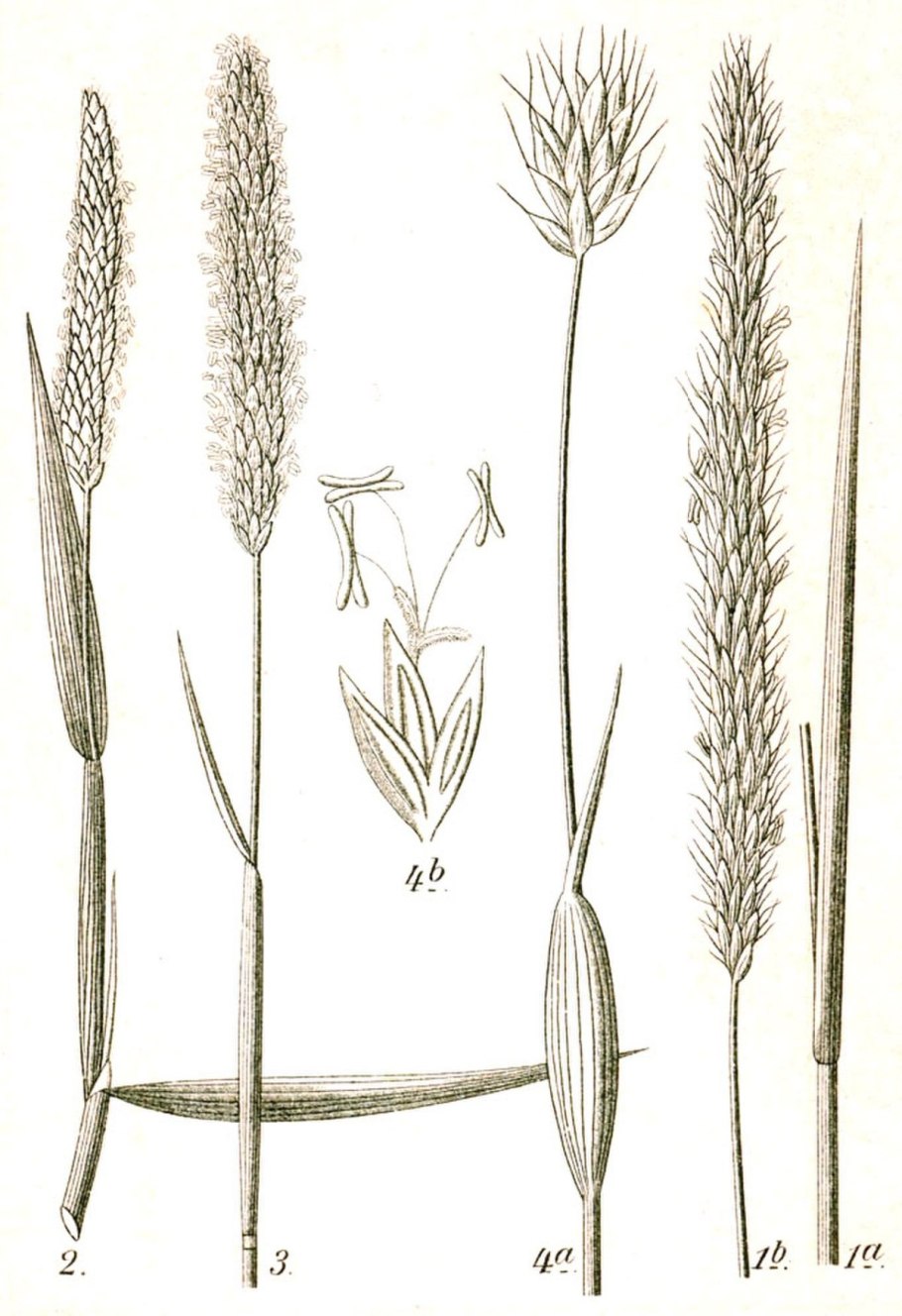 Phleum phleoides Тимофеевка Степная