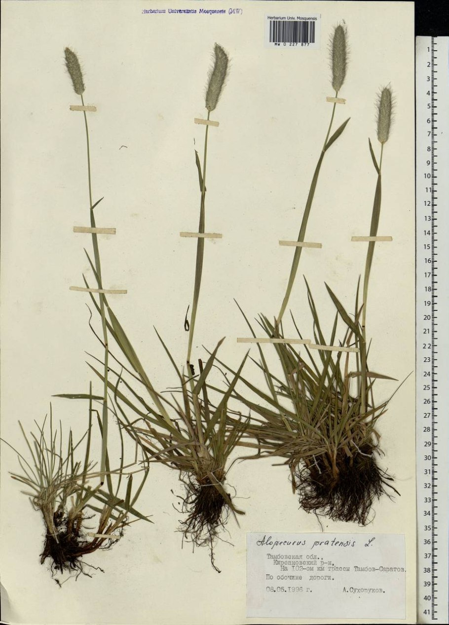 Лисохвост Луговой (лат. Alopecurus pratensis