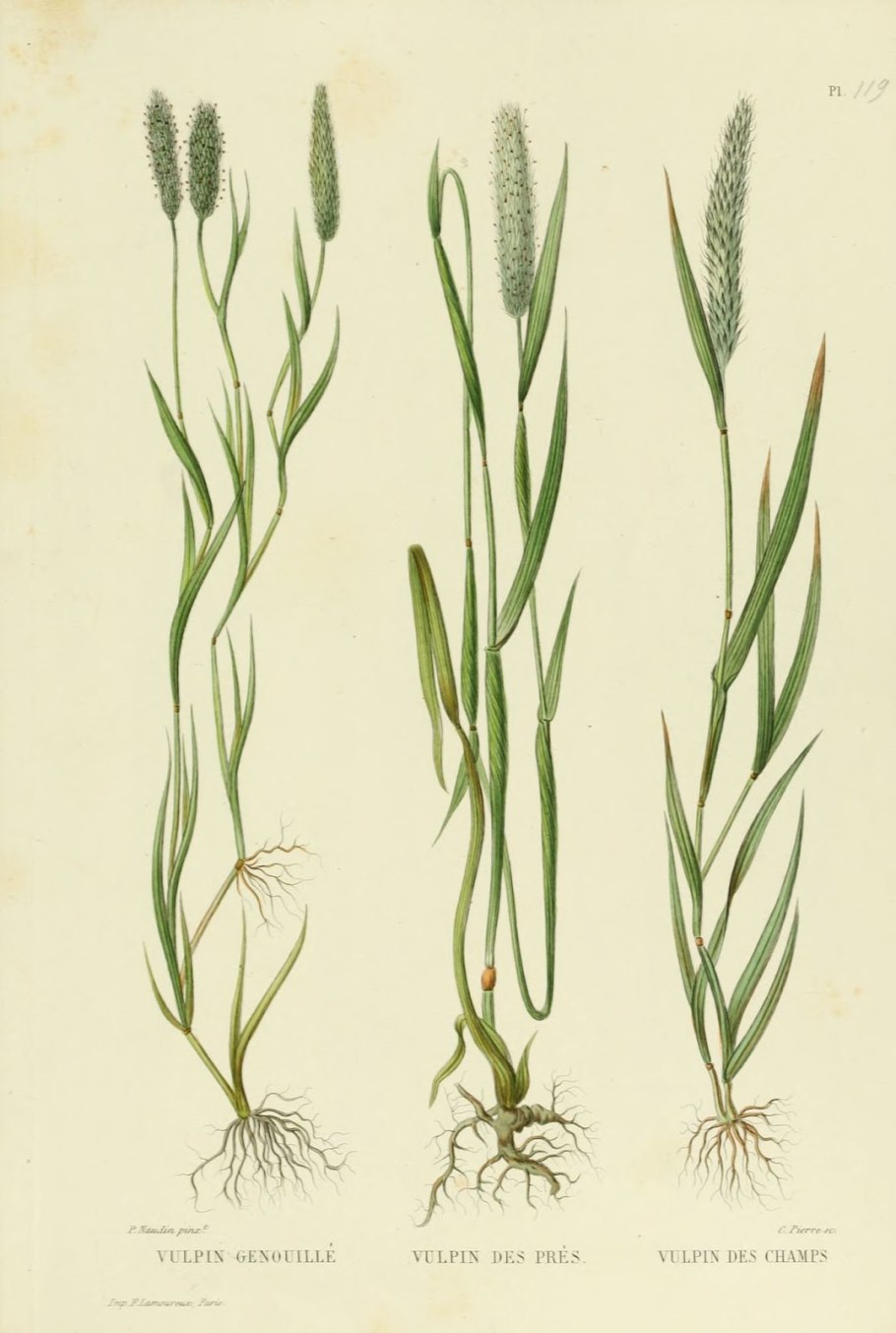 Тимофеевка Луговая гербарий