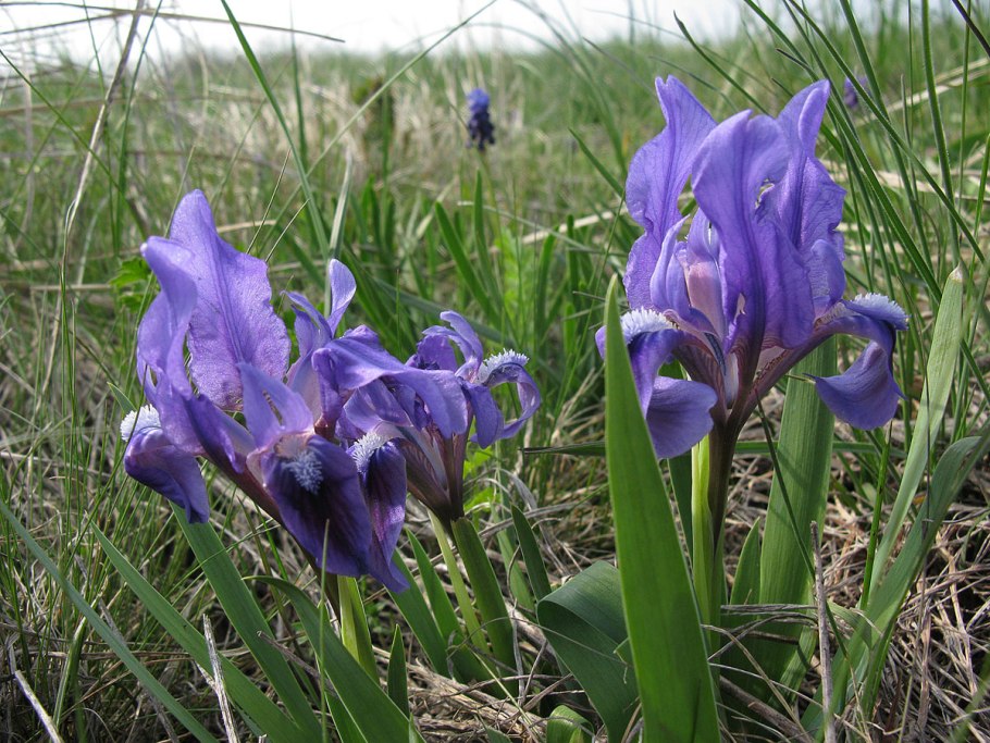 Касатик карликовый (Iris pumila l.)