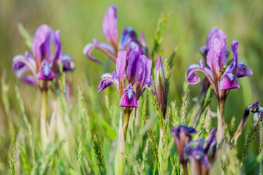 Ирис низкий (Касатик)