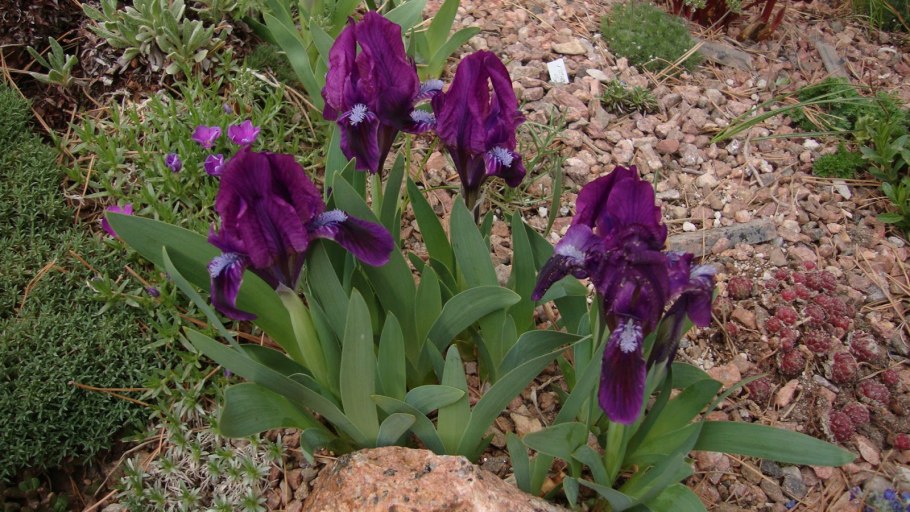 Ирис карликовый petit Polka