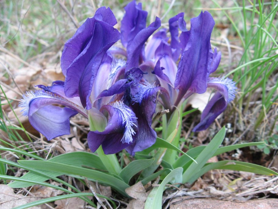 Ирис низкий — Iris pumila