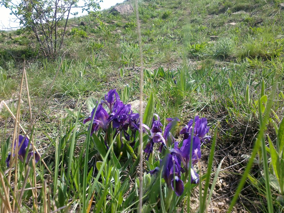 Ирис безлистный