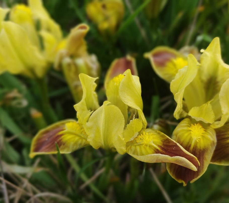 Ирис низкий — iris pumila