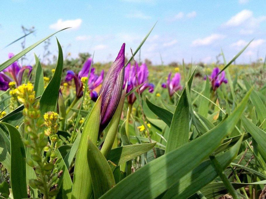 Ирис карликовый Волтс