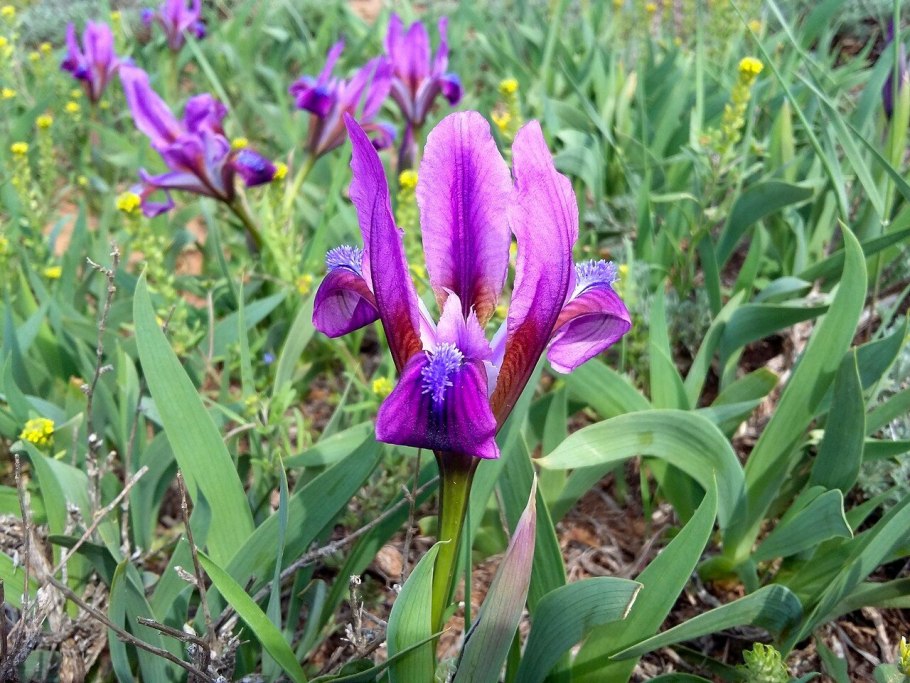 Касатик карликовый (Iris pumila l.)
