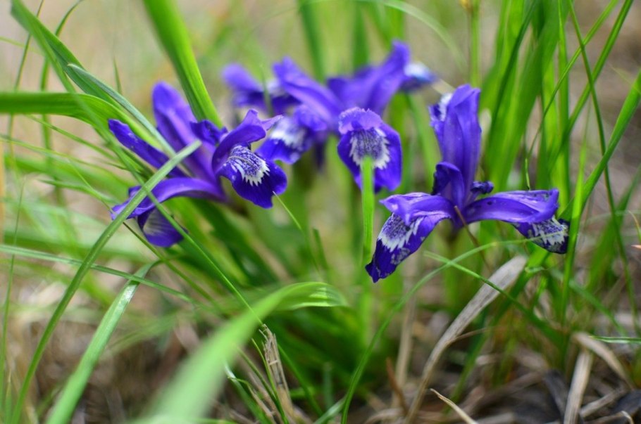 Iris pumila l.