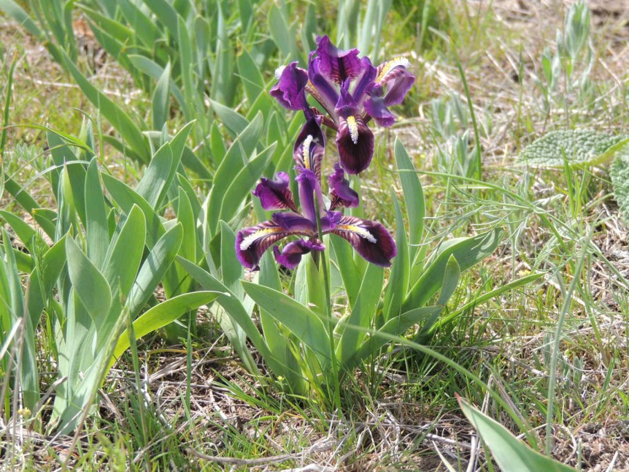 Касатик кожистый