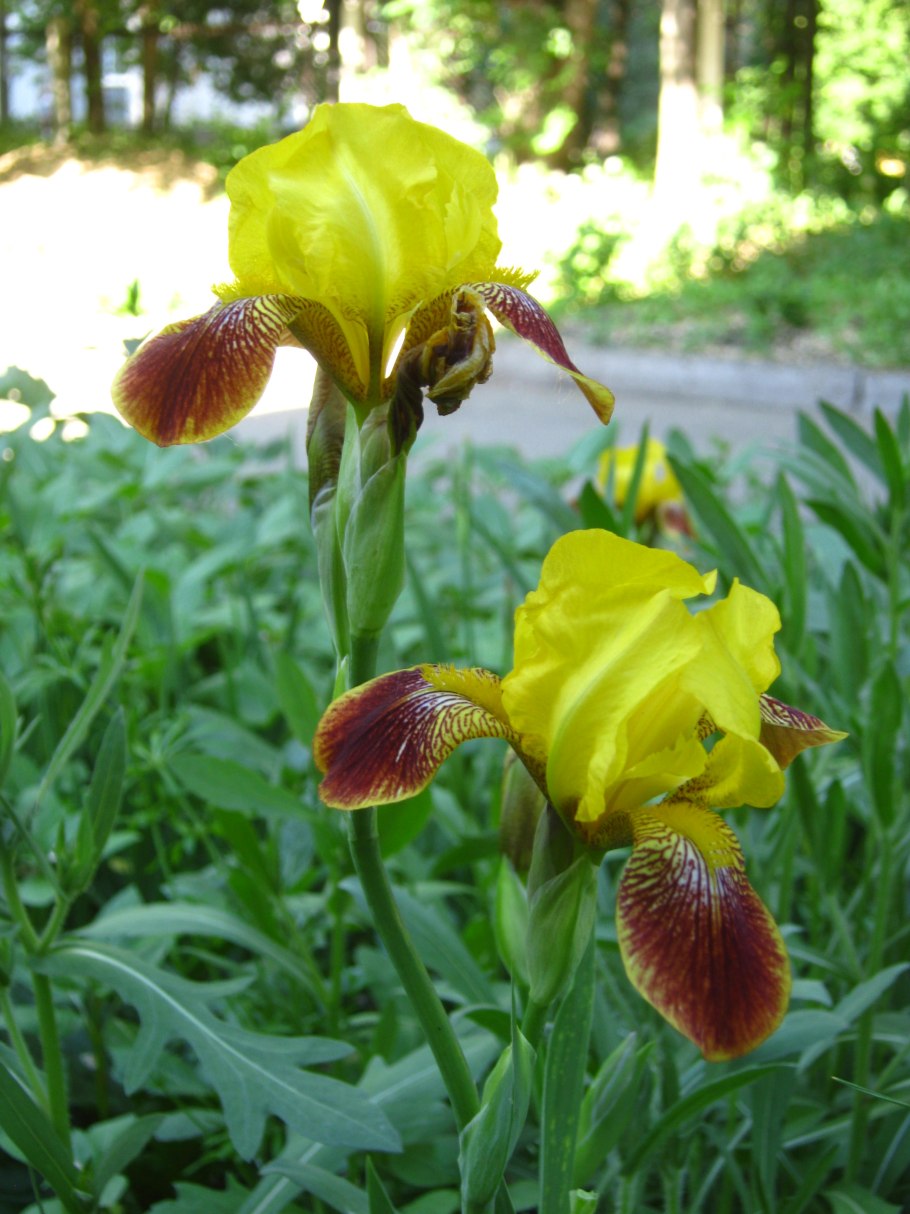 Ирис бородатый желтый