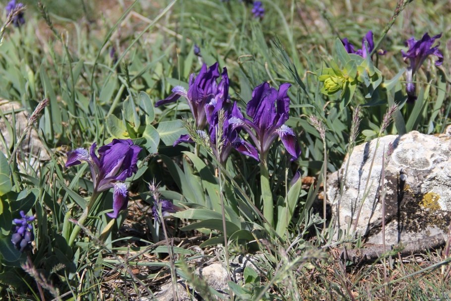 Ирис касатик карликовый