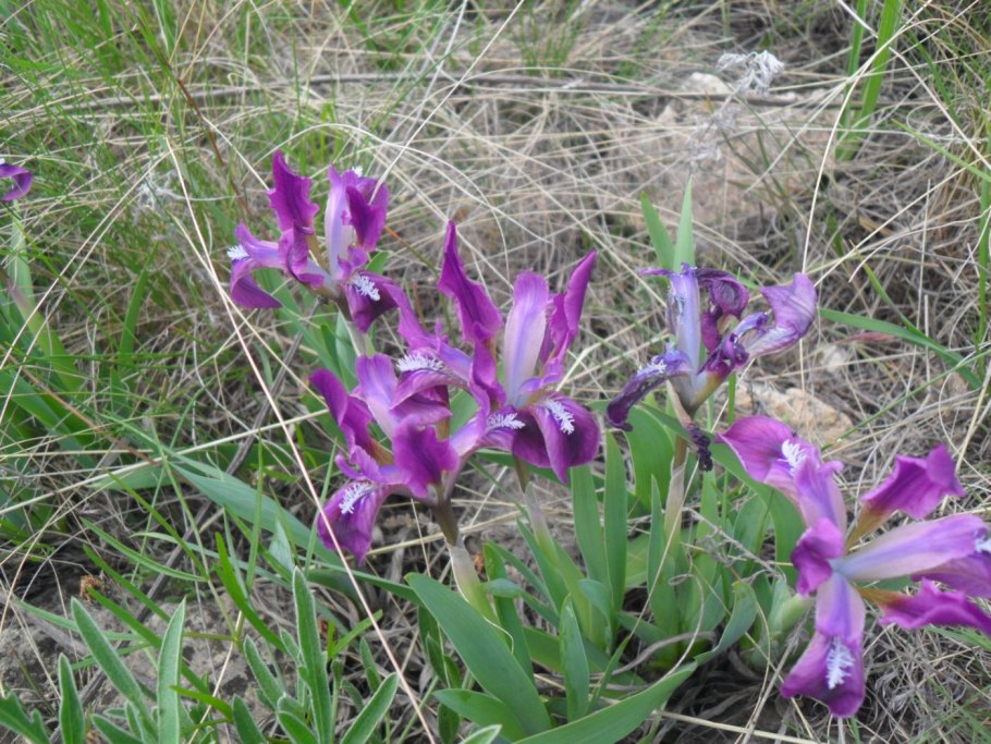 Michael Paul Ирис