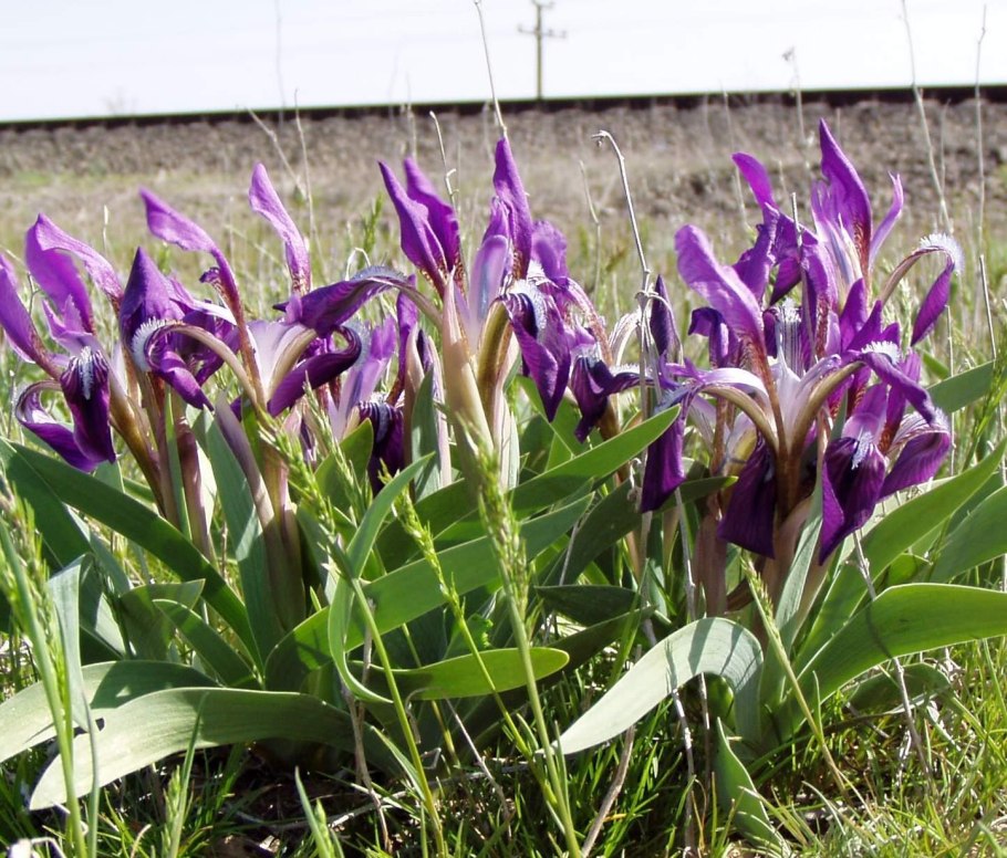 Ирисы семейство Лилейные
