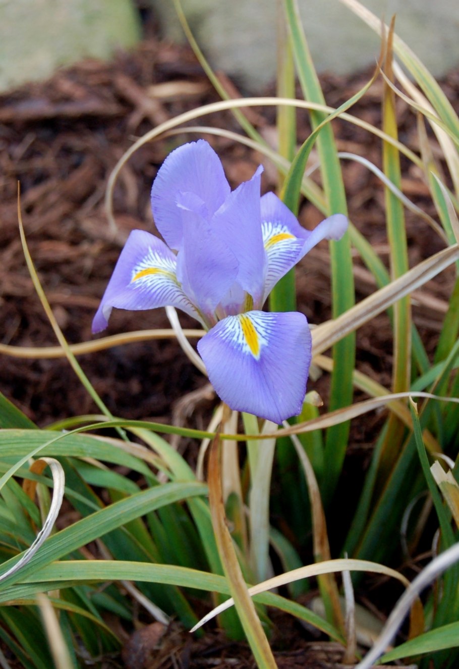 Ирис Блю деним