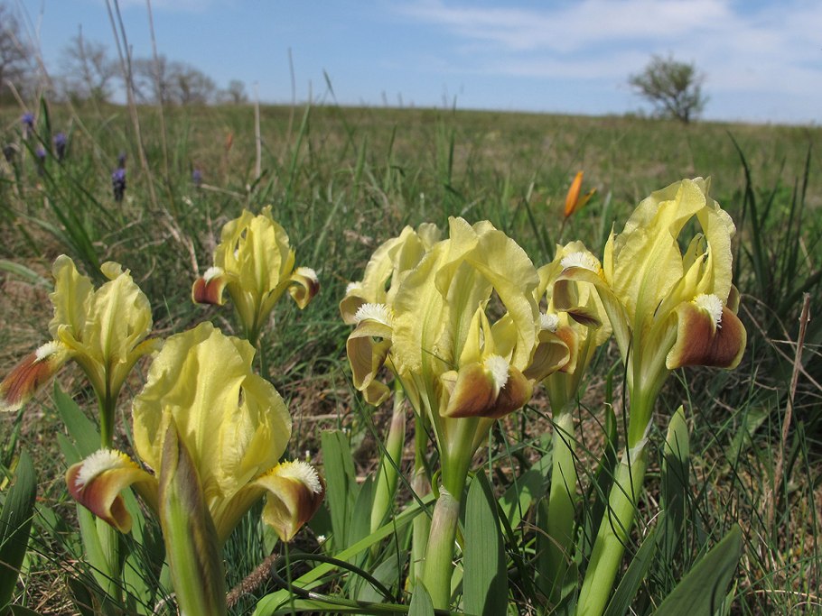 Ирис Сибирский Блу Кинг
