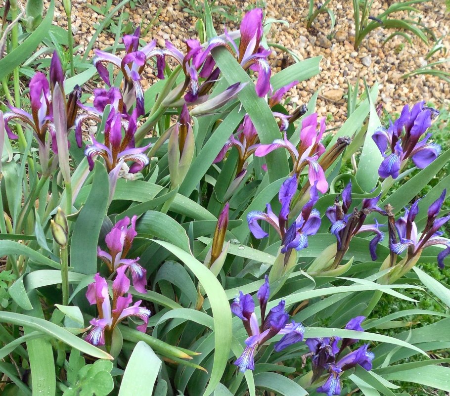 Ирис (касатик) сизоватый