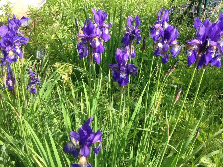 Ирисы (низкий, Сибирский, безлистный)