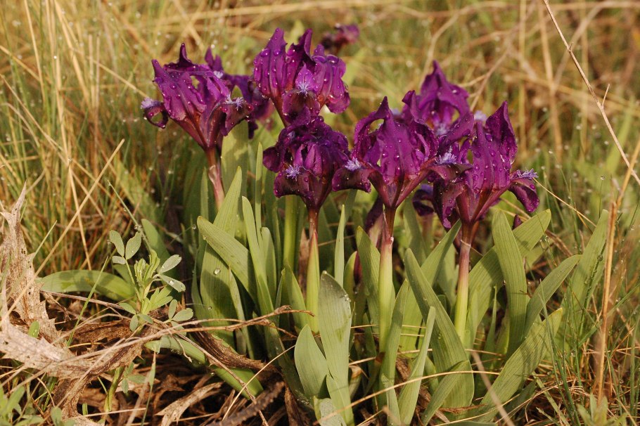 Касатик (Ирис) безлистный