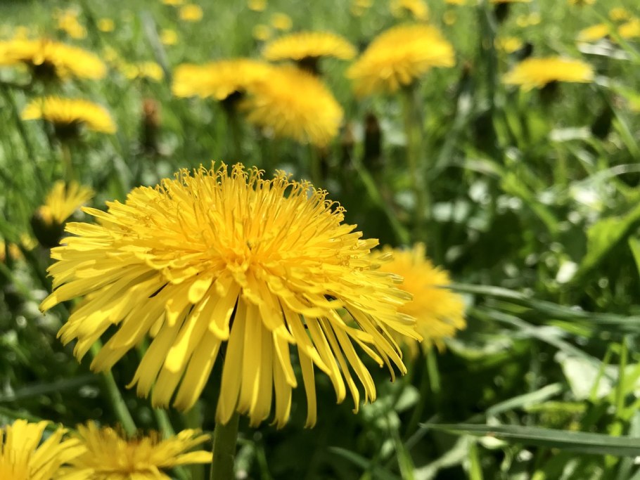 Ячмень гривастый