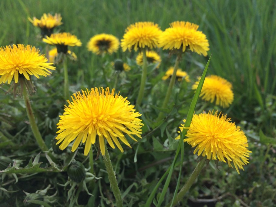 Одуванчики садовые