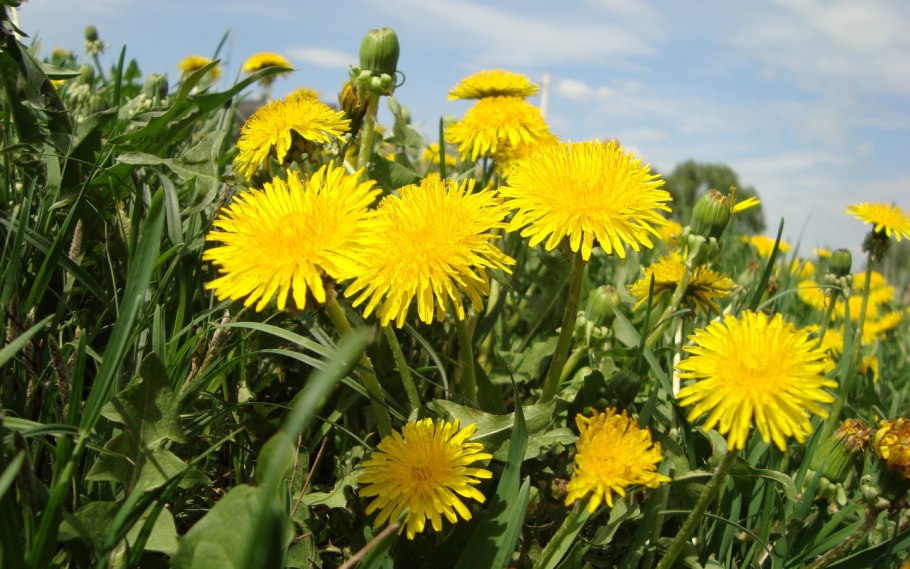 Арго корень одуванчика