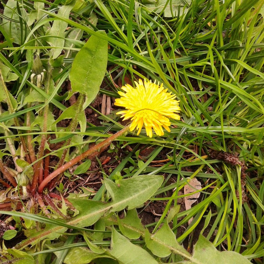 Одуванчик для детей